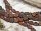 *12* 16x13mm Burnt Sienna Orange Travertine Ammonite Snail Shell Beads